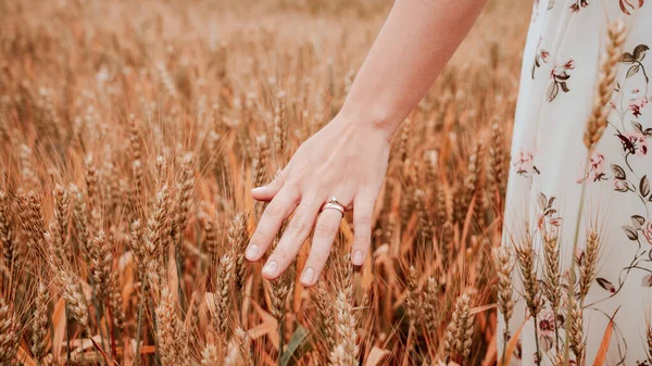 Wheat Sprouts Field Young Woman Cereal Field Touching Ripe Wheat — Stock Photo, Image