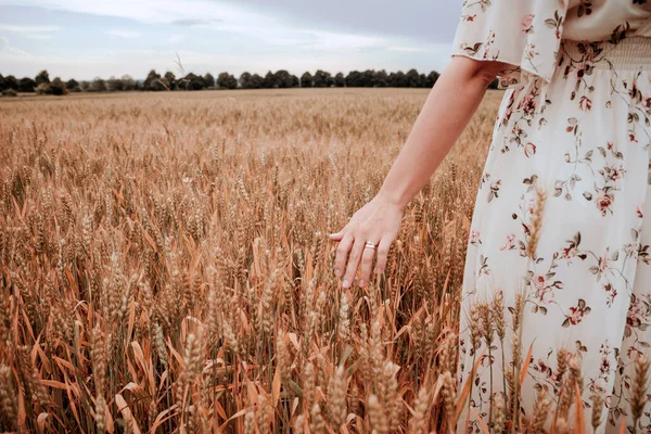 Wheat Field Woman Hand Young Woman Hand Touching Spikelets Cereal — Stock Photo, Image