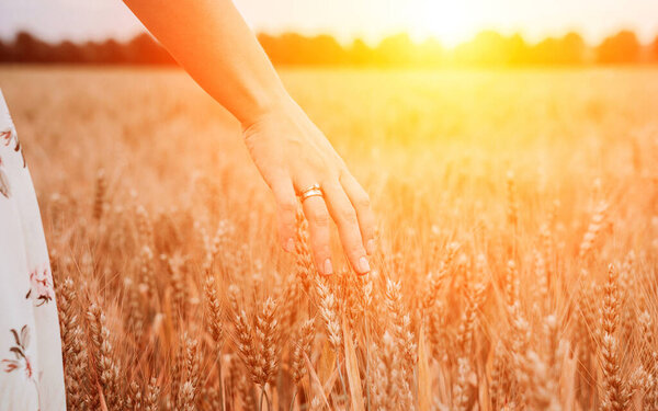 Wheat field woman hand. Young woman hand touching spikelets cereal field in sunset. Agriculture harvest summer sun, food industry, healthy organic concept