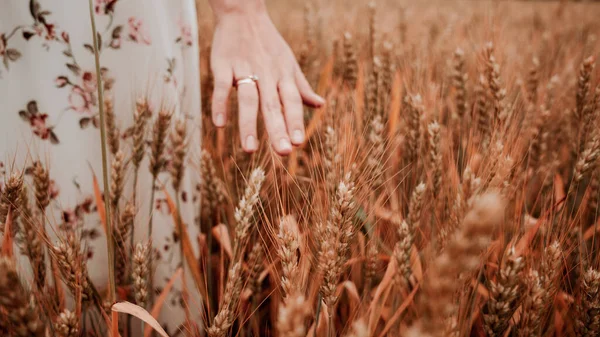 Wheat Field Woman Hand Young Woman Hand Touching Spikelets Cereal — Stock Photo, Image