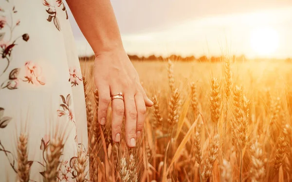 Buğday filizleri tarlası. Mısır gevreği tarlasında gün batımında olgunlaşmış buğday dikenlerine dokunan genç bir kadın. Hasat, yaz güneşi ve altın gıda tarım kavramı
