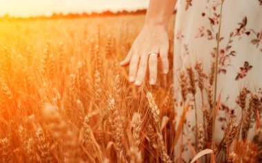 Wheat sprouts field. Young woman on cereal field touching ripe wheat spikelets by hand in sunset. Harvest, summer sun and gold food agriculture concept