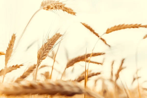 Пшеничный Пейзаж Ржаной Завод Желтого Зерна Поля Сельском Хозяйстве Урожай — стоковое фото