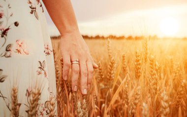 Buğday filizleri tarlası. Mısır gevreği tarlasında gün batımında olgunlaşmış buğday dikenlerine dokunan genç bir kadın. Hasat, yaz güneşi ve altın gıda tarım kavramı