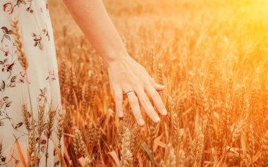 Wheat sprouts field. Young woman on cereal field touching ripe wheat spikelets by hand in sunset. Harvest, summer sun and gold food agriculture concept