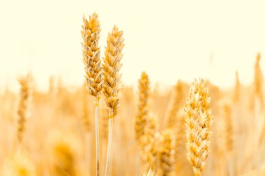 Tarla tarlası buğday arazisi. Çavdar ekmeği sarı tanecikli altın gökyüzü günbatımı. Mısır gevreği ekili tarım hasadı