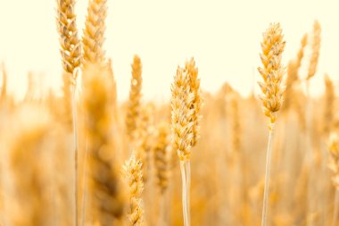 Wheat landscape. Rye plant yellow grain field in agriculture farm harvest. Golden crop cereal bread background