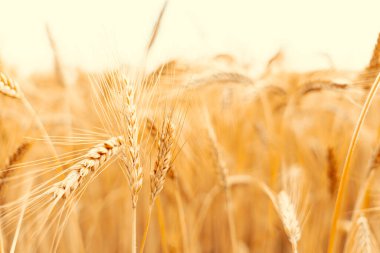 Buğday tarlası güneş manzarası. Altın ekin mısır ekmeği arka planı. Çavdar, tarım çiftliği hasadına sarı tahıl eker