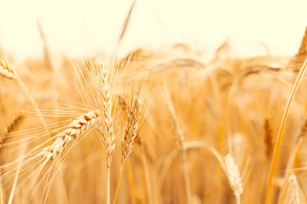 Солнечный Пейзаж Пшеничного Поля Золотой Урожай Зерновых Хлеба Фон Желтое — стоковое фото