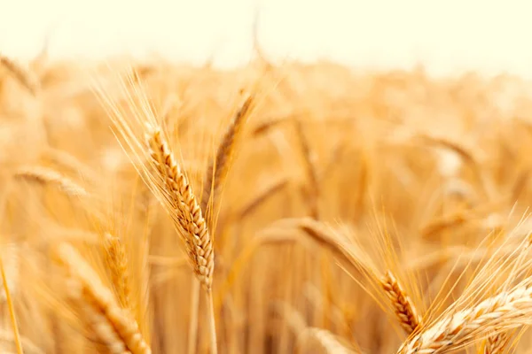 Tarweveld Zonsondergang Gouden Achtergrond Landbouwbedrijf Graangewassen Zon Dag Oogst Van — Stockfoto