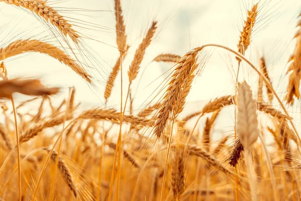 Солнечный Пейзаж Пшеничного Поля Золотой Урожай Зерновых Хлеба Фон Желтое — стоковое фото