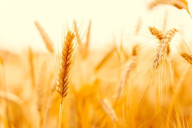 Wheat field sunset golden background. Agriculture farm cereal crop in sun day. Rye grain landscape harvest. Bread plant clipart