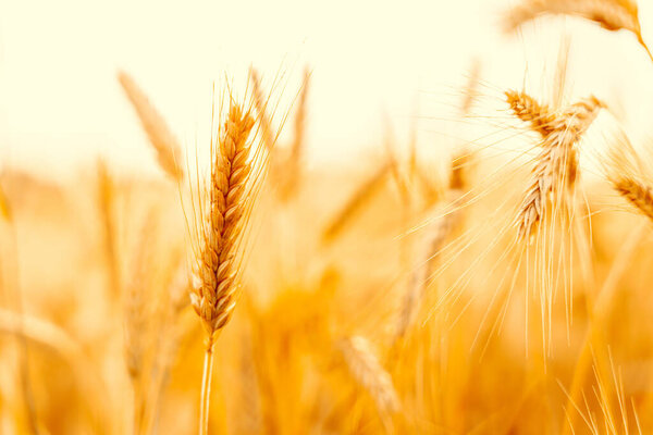 Wheat field sunset golden background. Agriculture farm cereal crop in sun day. Rye grain landscape harvest. Bread plant