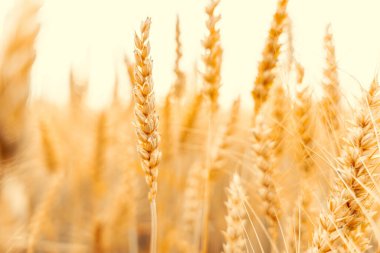 Wheat landscape. Rye plant yellow grain field in agriculture farm harvest. Golden crop cereal bread background