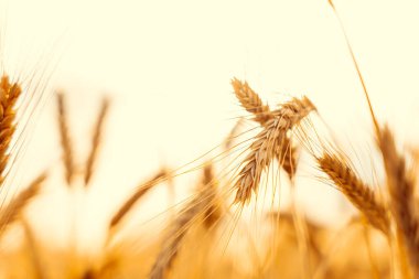 Wheat crop sun sky landscape. Agriculture summer harvest. Cereal bread grain in farm on sunset golden background. Field yellow rye plant