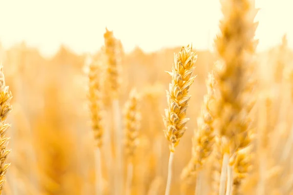 Gouden Tarweoogst Landbouw Oogst Met Granen Plantaardige Achtergrond Brood Rogge — Stockfoto