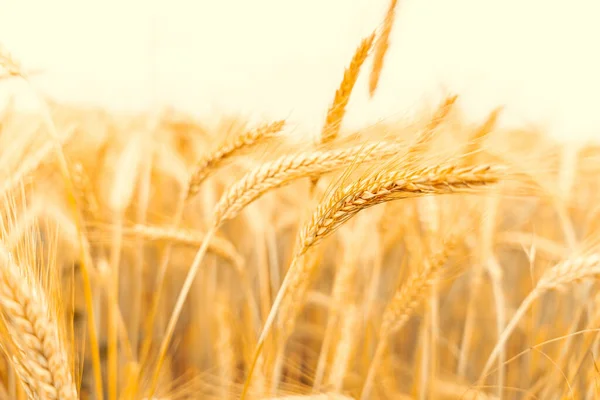 Golden wheat crop. Agriculture harvest with cereal plant crop background. Bread rye yellow grain on golden sky sunset