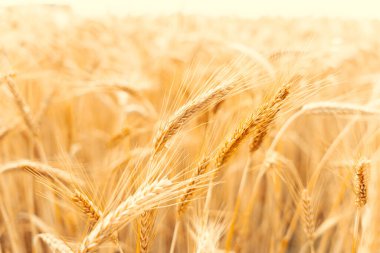 Güneşli bir günde altın buğday tarlası. Altın hasat geçmişi. Ekmek bitkisi tarım mısır gevreği gün batımında.