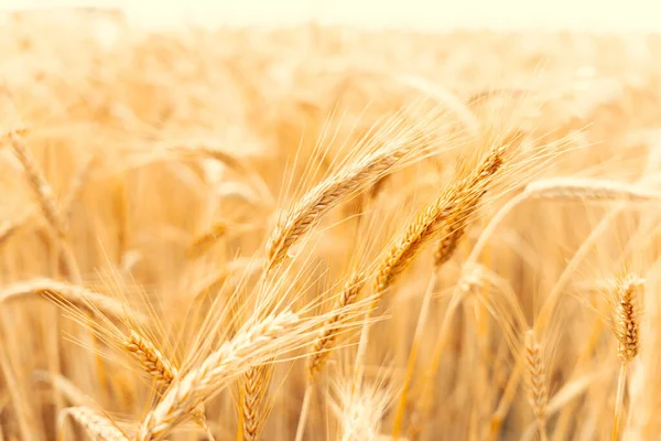 Gouden Tarwe Rogge Landschap Zon Dag Gouden Oogstachtergrond Broodplant Landbouw — Stockfoto