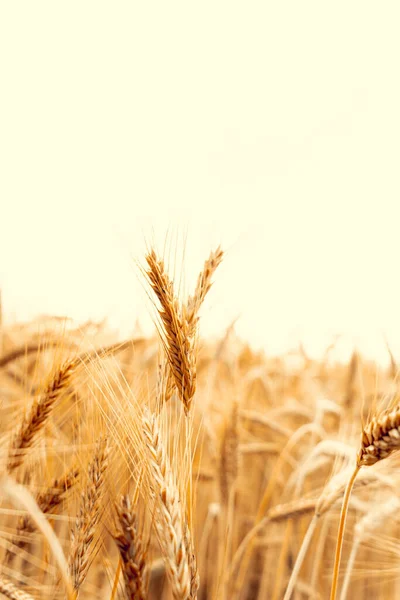 Paysage Blé Ferme Pain Seigle Grain Jaune Sur Ciel Doré — Photo