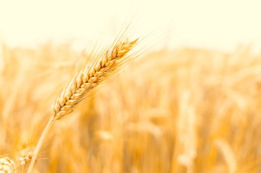 Tarla tahılları. Güneş gününde çavdar ekini hasadı. Ekmek bitkisi tarım mısır gevreği gün batımında. Buğday altın hasat arka planı