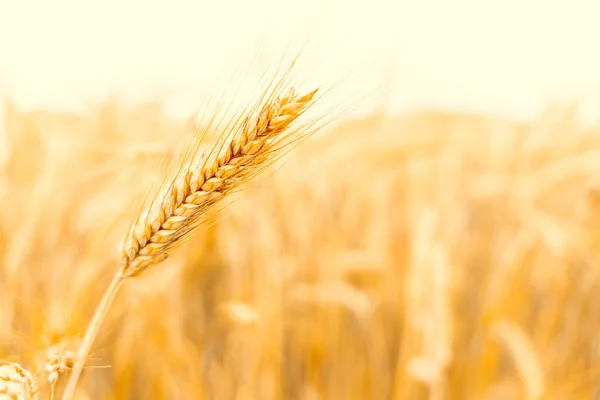 阳光普照的日子里 黑麦片收获了 日落时分 面包种植农业种植谷类作物 小麦金色收获背景 — 图库照片
