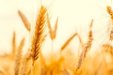 Buğday tarlası gün batımı altın arka plan. Tarım çiftliği mısır gevreği güneşte yetişiyor. Çavdar tohumu hasadı. Ekmek fabrikası