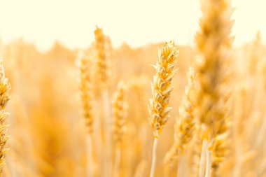 Altın buğday hasadı. Mısır gevreği ekili tarım hasadı. Çavdar ekmeği sarı tahıl altın gökyüzünde gün batımı