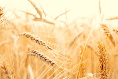Tarla tarlası buğday arazisi. Çavdar ekmeği sarı tanecikli altın gökyüzü günbatımı. Mısır gevreği ekili tarım hasadı