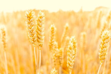 Wheat field golden rye plant. Cereal bread grain in farm landscape on sunset sky golden background. Agriculture summer harvest