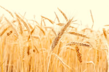 Tarla tahılları. Güneş gününde çavdar ekini hasadı. Ekmek bitkisi tarım mısır gevreği gün batımında. Buğday altın hasat arka planı