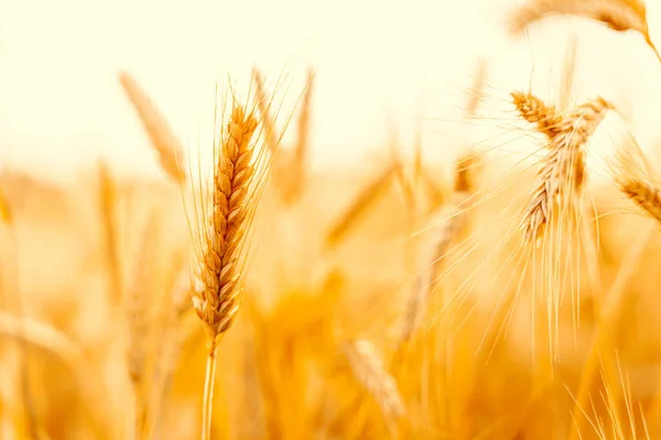 Pšeničné Pole Západ Slunce Zlaté Pozadí Zemědělská Farma Obilí Sklizeň — Stock fotografie