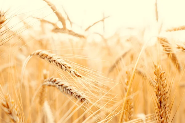 田园小麦景观 在金色的天空落日下 晒黑了黑麦黄谷粒 谷物作物背景下的农业收获 — 图库照片