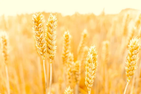 Wheat Field Golden Rye Plant Cereal Bread Grain Farm Landscape — 图库照片