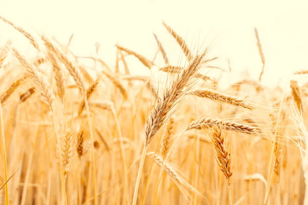 阳光普照的日子里 黑麦片收获了 日落时分 面包种植农业种植谷类作物 小麦金色收获背景 — 图库照片