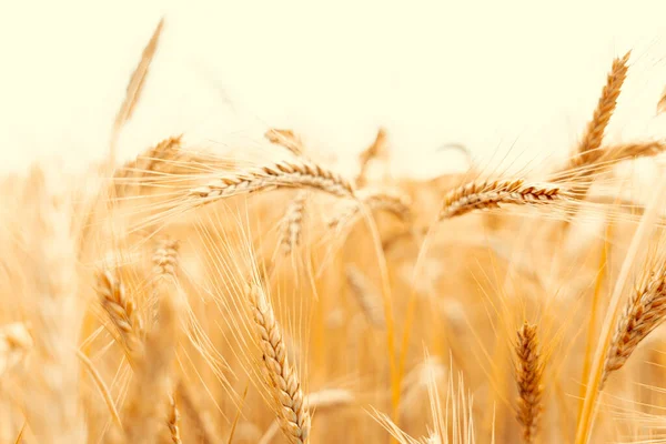 Wheat Crop Sun Sky Landscape Agriculture Summer Harvest Cereal Bread — Stok fotoğraf