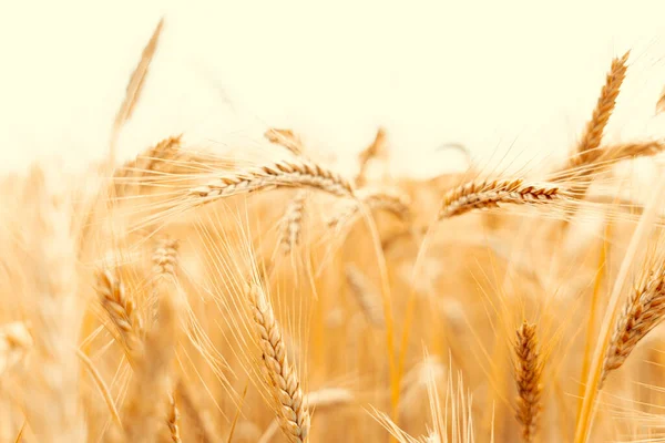 Wheat crop sun sky landscape. Agriculture summer harvest. Cereal bread grain in farm on sunset golden background. Field yellow rye plant