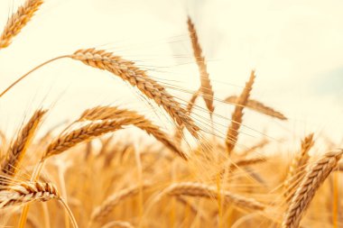 Tarla tarlası buğday arazisi. Çavdar ekmeği sarı tanecikli altın gökyüzü günbatımı. Mısır gevreği ekili tarım hasadı