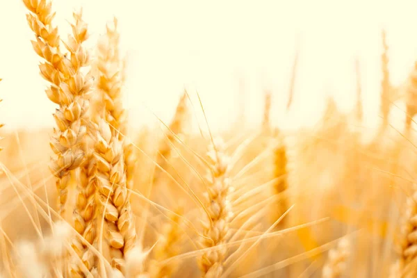 Wheat Field Golden Rye Plant Cereal Bread Grain Farm Landscape — 图库照片