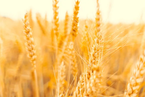 Wheat Crop Sun Sky Landscape Agriculture Summer Harvest Cereal Bread — Stok fotoğraf