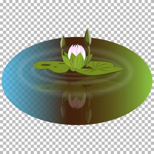 Çiçek tomurcukları olan pembe nilüfer çiçeği, gölet suyuna yansıyan vektör illüstrasyonudur. Çekici doğa bataklık manzarası şeffaf arkaplanda izole edilmiş dekorasyon dekorasyonu
