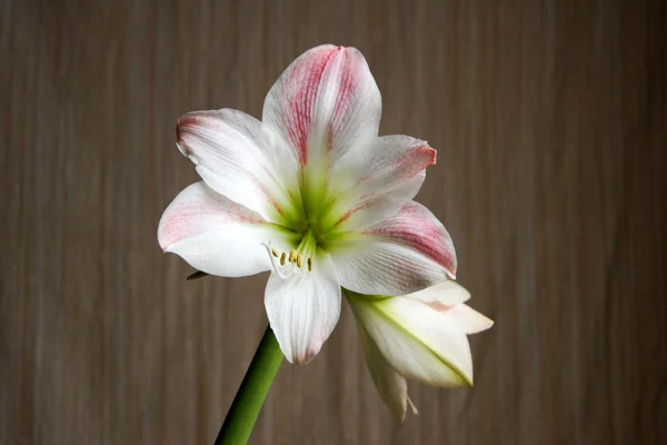 Beyaz arkaplanda kırmızı amarillis