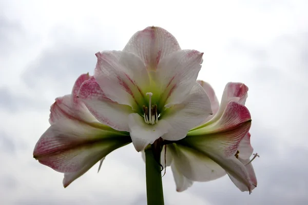 Červená amaryllis na bílém pozadí — Stock fotografie