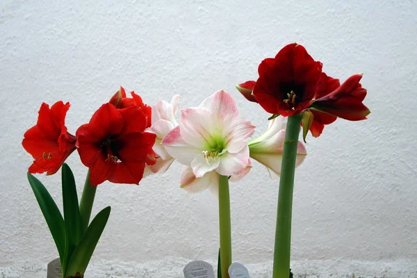 Rode en witte amaryllis op witte achtergrond — Stockfoto