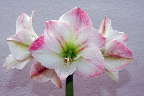 Červená amaryllis na bílém pozadí — Stock fotografie