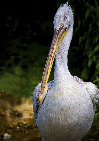 pelikan