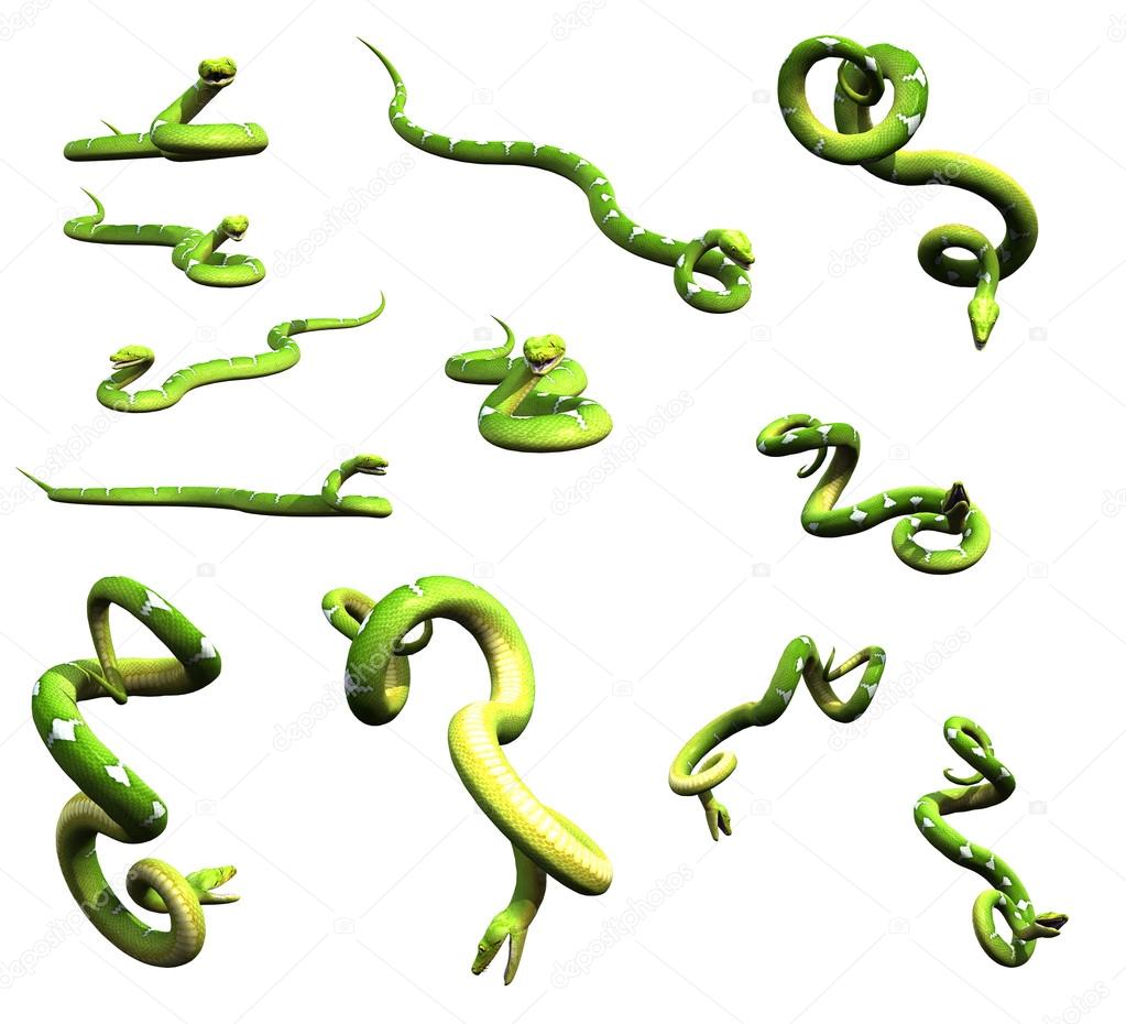 Various python snake poses