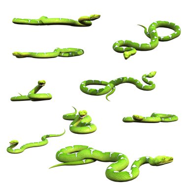 Various python snake poses collection set 3 clipart
