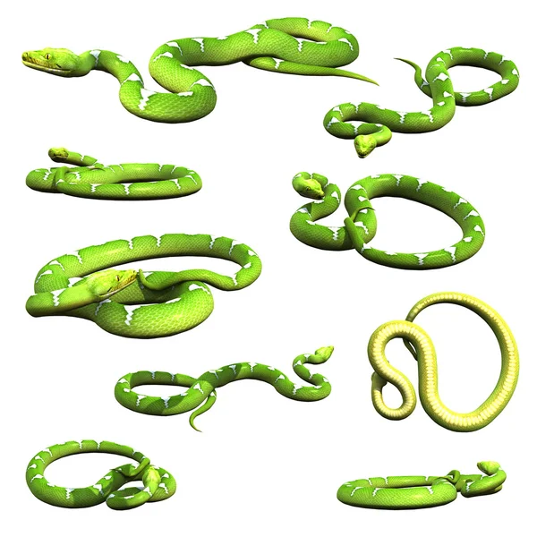 Çeşitli piton yılanı pozlar koleksiyon küme 2 — Stok fotoğraf