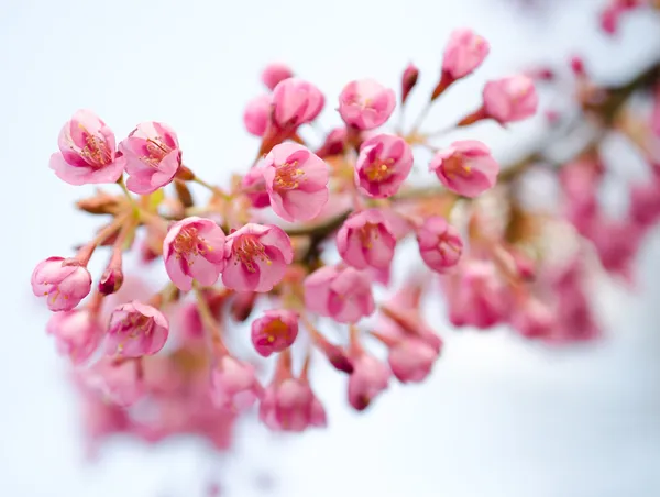 Cherry blossom in spring — Stock Photo, Image